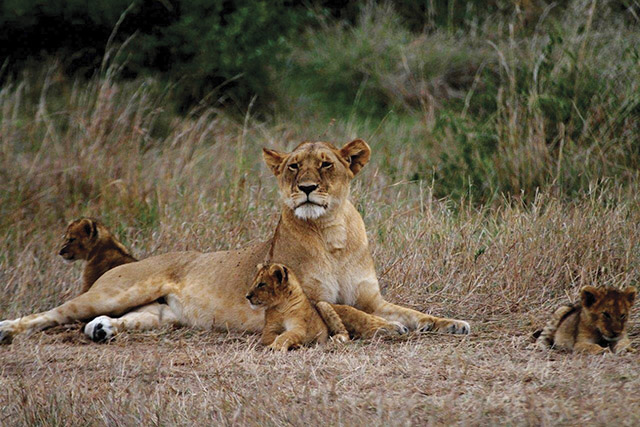 Lions in Masai Mara, Kenya