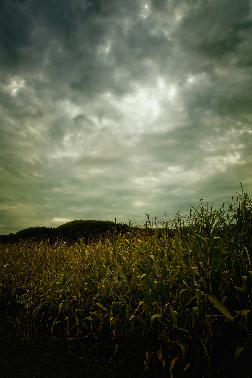 Field of corn