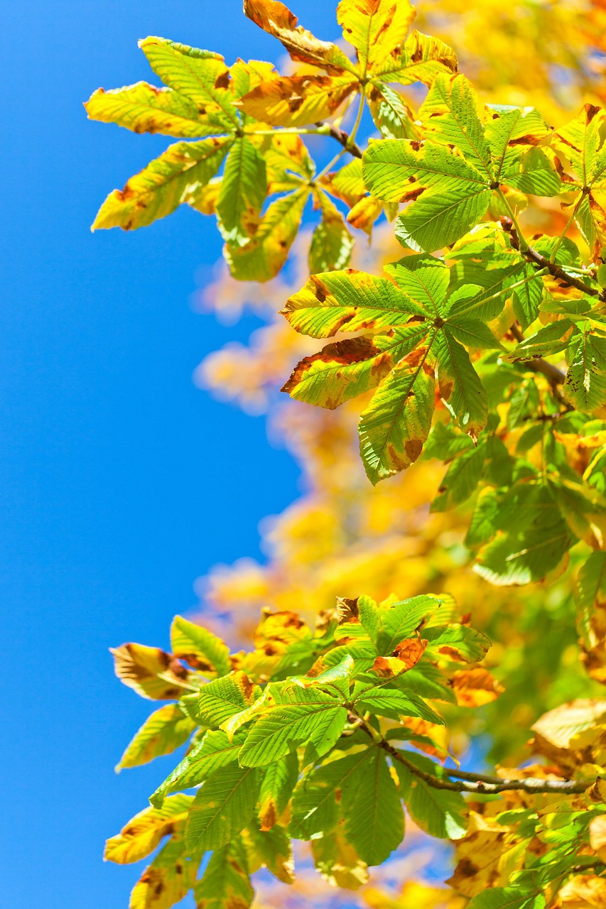 Chestnut tree