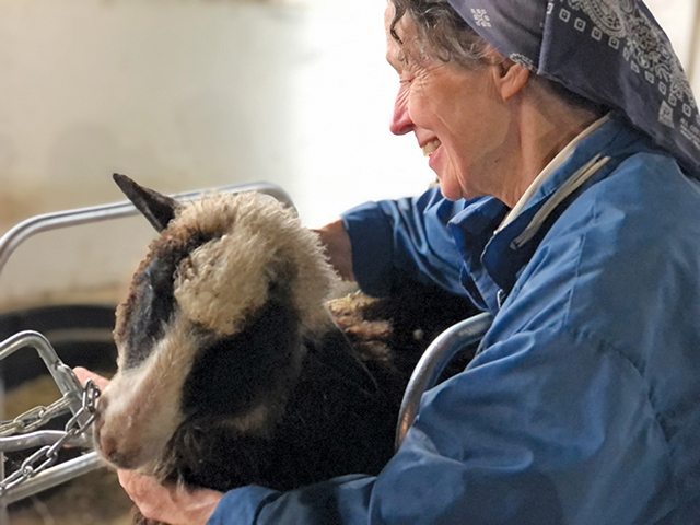 Sister Rafaela Polando, O.C.S.O. helps with afternoon hay feeding.